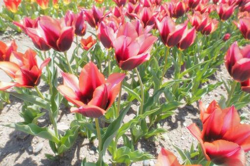 Tulips, JPG Tulips, JPG