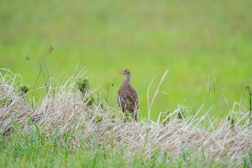 Korean Pheasant, JPG Korean Pheasant, JPG