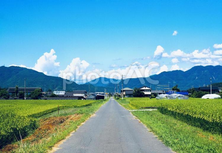 田舎の風景 田舎,田んぼ道,道路の写真素材