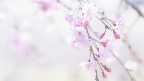 ハイキーふんわり明るいソフトな枝垂れ桜 ハイキーふんわり明るいソフトな枝垂れ桜 しだれ桜,枝垂れ桜,サクラの写真素材