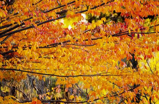 紅葉23 紅葉23の写真