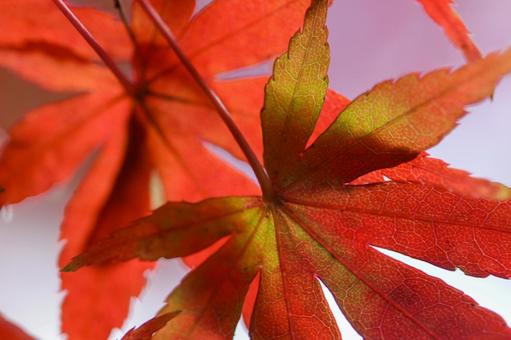 秋の気配・色づく紅葉 秋の気配・色づく紅葉の写真