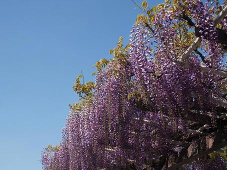藤棚と青空 藤棚,青空,春の写真素材