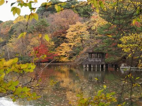 Photo, autumn, autumn leaves, park, 