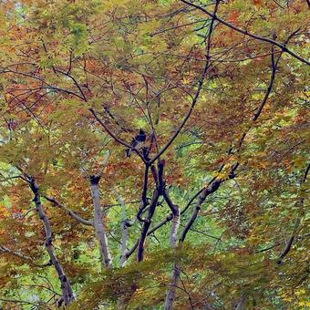 もみじ　鳥 もみじ,紅葉,木の写真素材