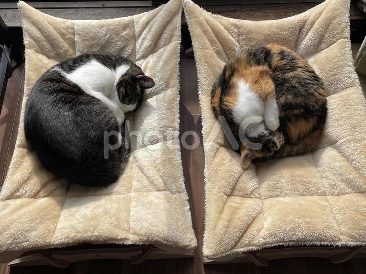 眠る猫 猫,動物,飼い猫の写真素材