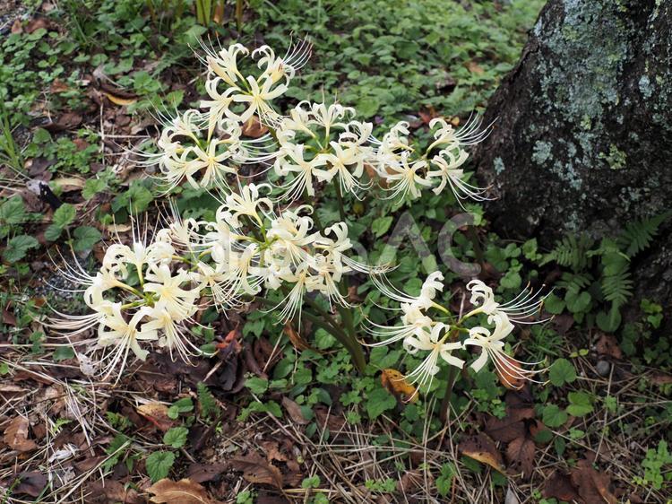 白い彼岸花のある風景 ヒガンバナ,彼岸花,ヒガンバナ科の写真素材