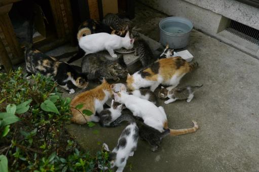 Photo, cat, multi-headed, cat residence, 