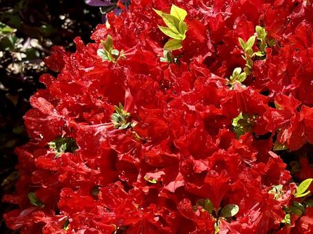 azalea, JPG