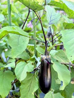 Photo, home garden, vegetables, harvest, 