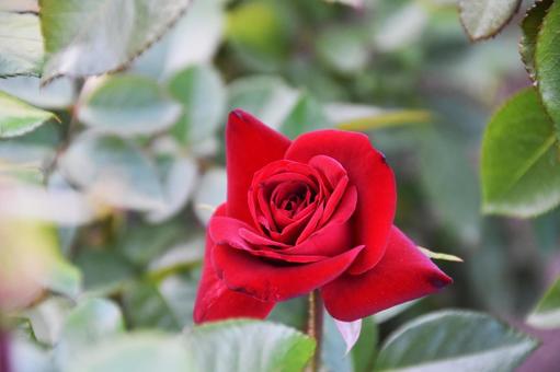 薔薇 薔薇の写真