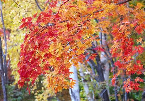 鮮やかに色づいた紅葉 鮮やかに色づいた紅葉 紅葉,秋,もみじの写真素材