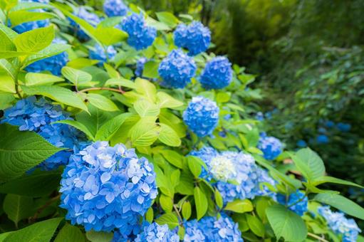 青い紫陽花 紫陽花,アジサイ,あじさいの写真素材