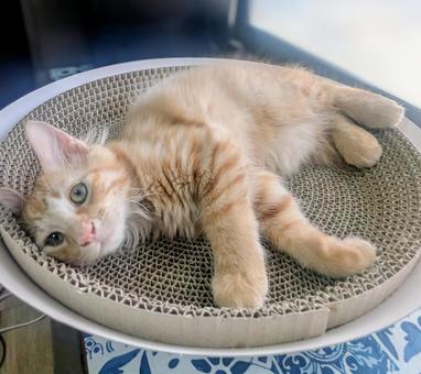 寝転がって見つめる茶トラの子猫 寝転がって見つめる茶トラの子猫 寝転がる,見つめる,茶トラの写真素材