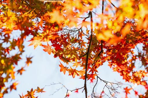 色づく木々(30) 葉,秋,モミジの写真素材