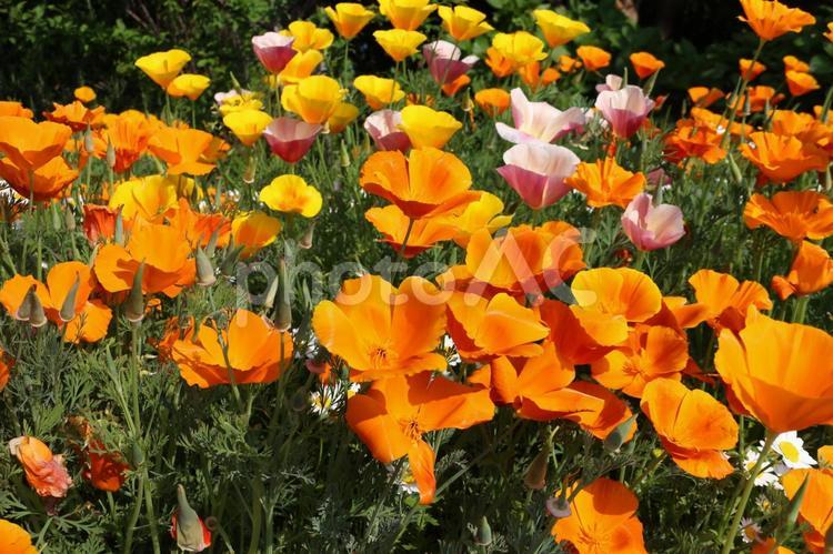 満開のひなげしの花 ひなげし,アメリカンポピー,オレンジ色の写真素材
