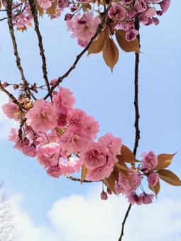 cherry blossoms, JPG cherry blossoms, JPG