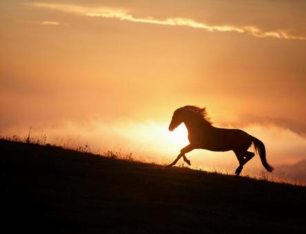 丘を翔ける馬 丘を翔ける馬の写真