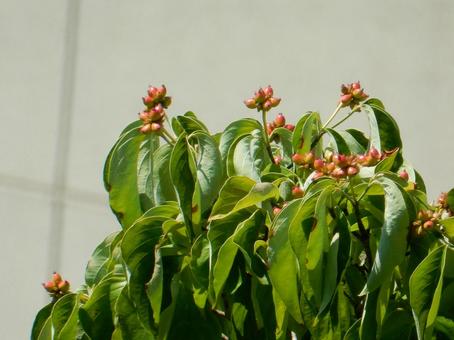 【花の写真】ハナミズキの実 【花の写真】ハナミズキの実 ハナミズキ,花水木,実の写真素材