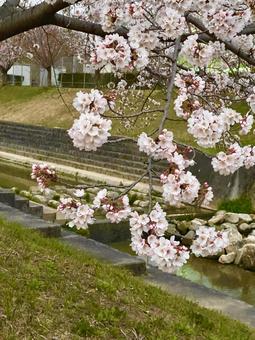 川と桜 桜,春,花の写真素材