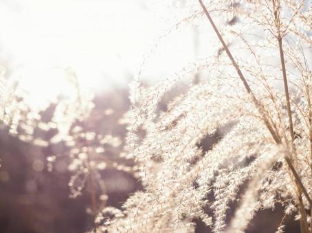 ススキの穂 すすき,秋,ススキの穂の写真素材