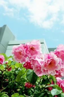 青空に映える薔薇 青空に映える薔薇の写真