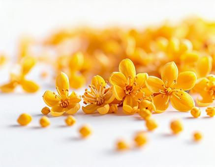 黄色い花の写真