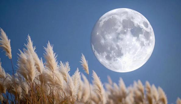満月の夜のススキ 満月の夜のススキの写真