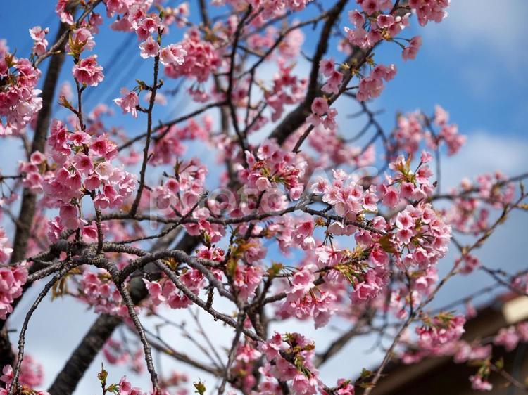 寒桜のある風景 寒桜,さくら,サクラの写真素材