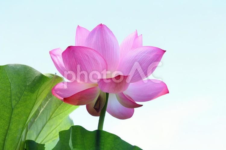 不忍池に咲く蓮の花 蓮,夏,ハスの写真素材