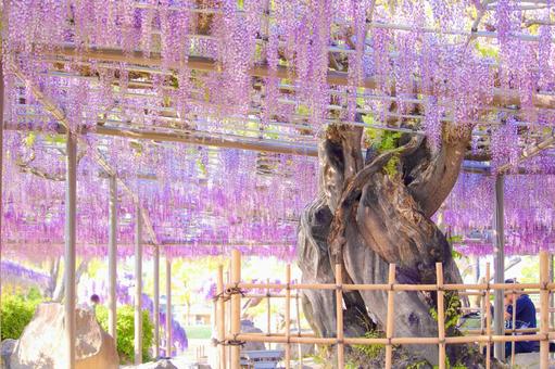 [愛知県]津島市天王川公園の藤棚 藤,天王川公園,花の写真素材