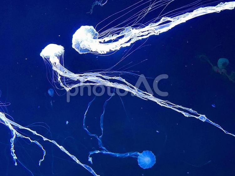 悠々と泳ぐクラゲの写真素材2 クラゲ,水槽,珊瑚の写真素材