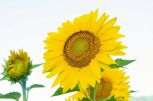 黄色が綺麗なヒマワリの花 黄色が綺麗なヒマワリの花 ひまわり,向日葵,夏の写真素材