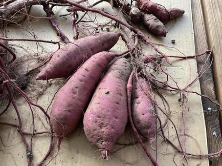 採れたてのサツマイモ サツマイモ,野菜,採れたての写真素材