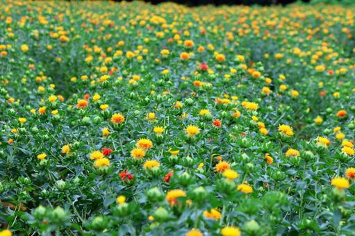 Photo, safflower hata, safflower, red, 