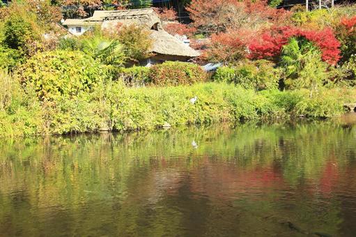 秋の金鱗湖 金鱗湖,紅葉,秋の写真素材