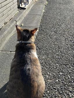 stray cat, JPG