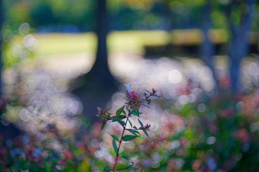 玉ボケが美しいアベリアの花と木漏れ日 アベリア,花,植物の写真素材