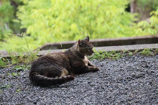 砂利の上で横たわる野良猫 砂利の上で横たわる野良猫 砂利,上,横たわるの写真素材