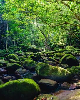 小川 西表島 小川 西表島 森,自然,木の写真素材