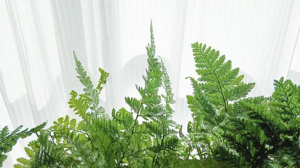 窓辺の観葉植物 窓辺,観葉植物,シダの写真素材