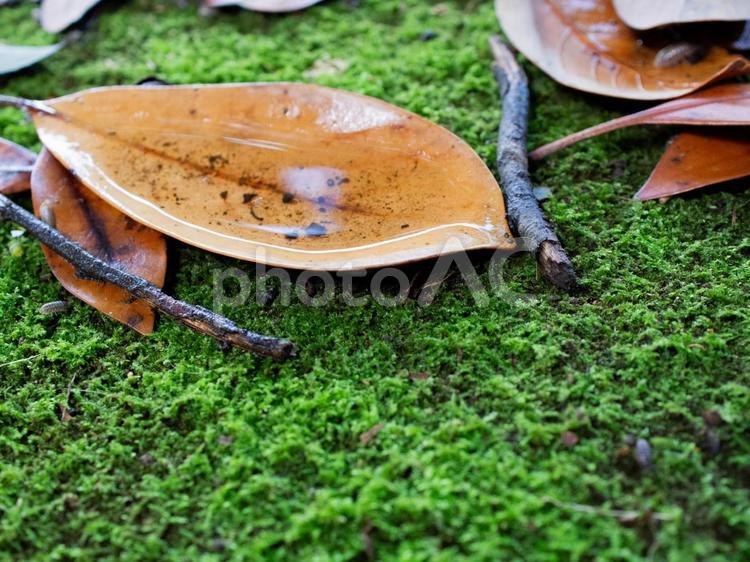 雨上がりの落ち葉 落ち葉,葉っぱ,枯葉の写真素材