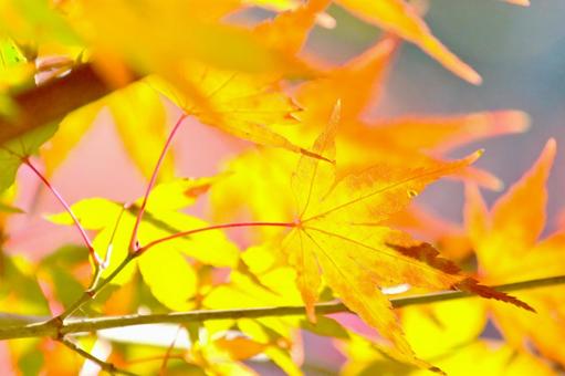 逆光で輝く紅葉したもみじの葉びら そのまんま公園,小高い丘,紅葉の写真素材