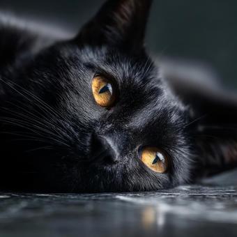 寝転ぶ黒猫の顔のアップ 寝転ぶ黒猫の顔のアップの写真