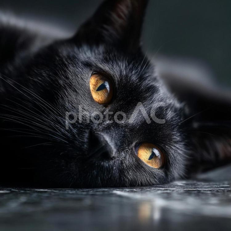寝転ぶ黒猫の顔のアップ 猫,黒猫,寝転ぶの写真素材