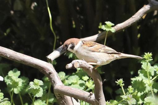 とまり木のスズメ 自然,野鳥,小鳥の写真素材