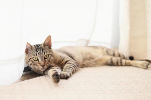 Brown tabby cat, JPG