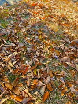 落ち葉　枯葉 落ち葉,枯葉,秋の写真素材