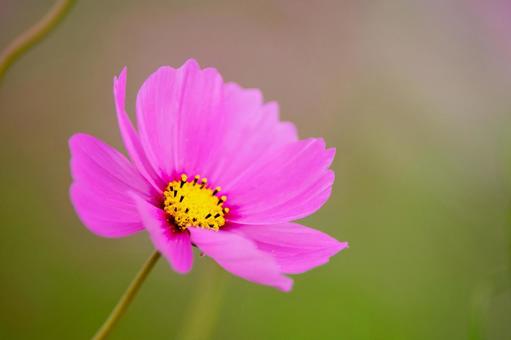 コスモスの花 コスモスの花 コスモス,コスモス畑,花の写真素材