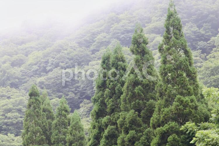 霧の山と木々 山,植物,林の写真素材